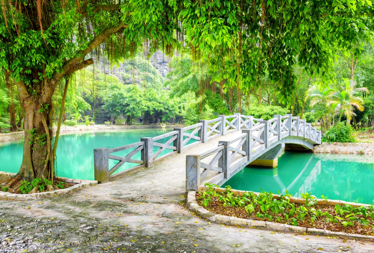Pond park tree leaf bridge