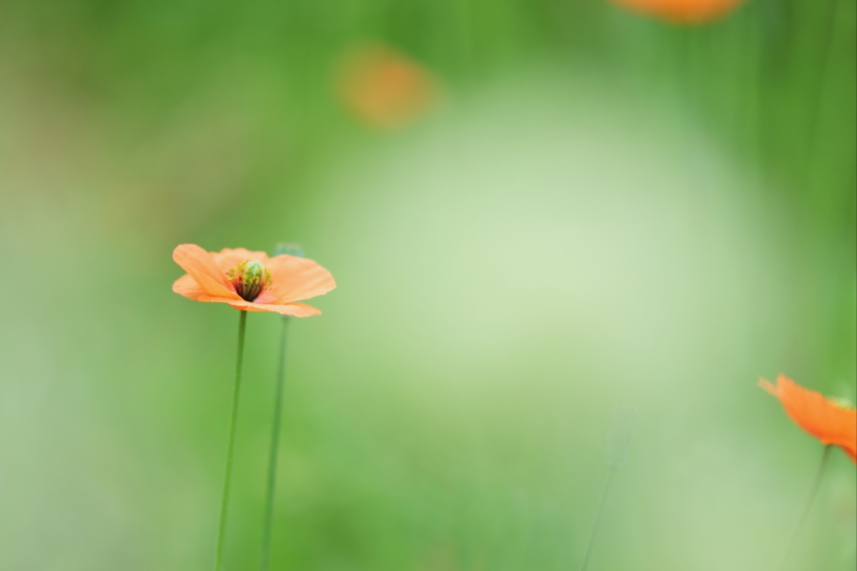 Orange poppies pictures
