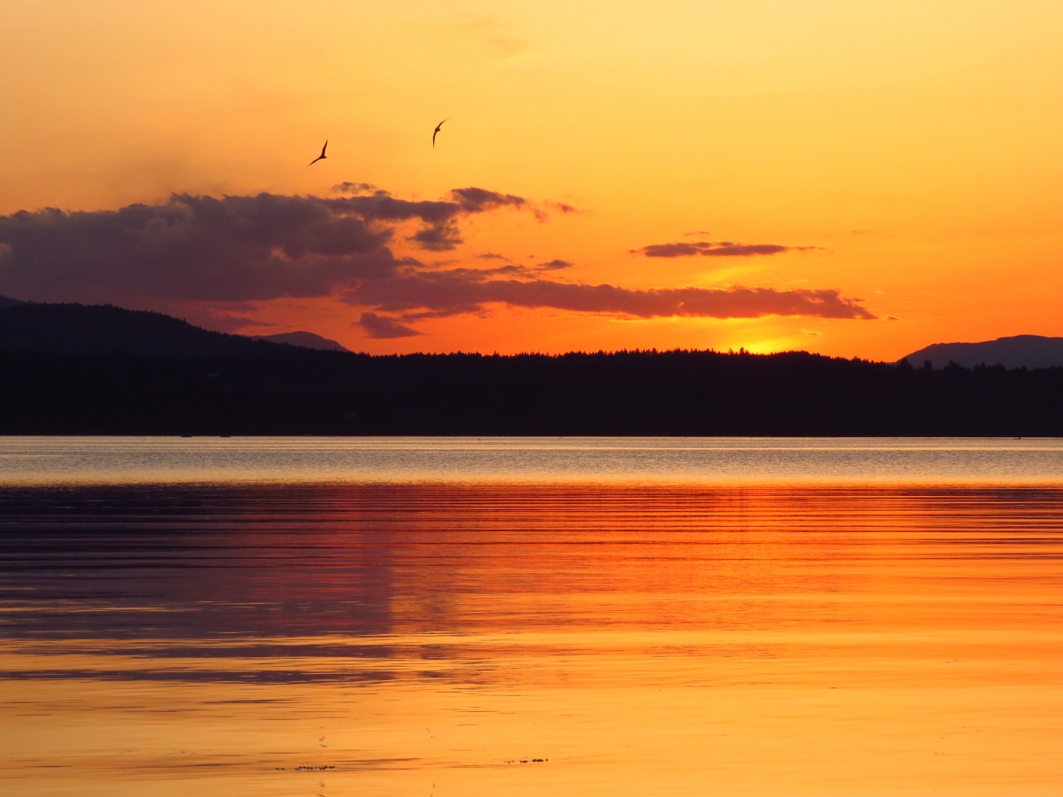 Orange sky bird lake cloud day