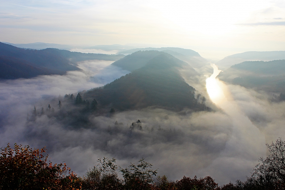 Morning fog river Saar cycle forest wind