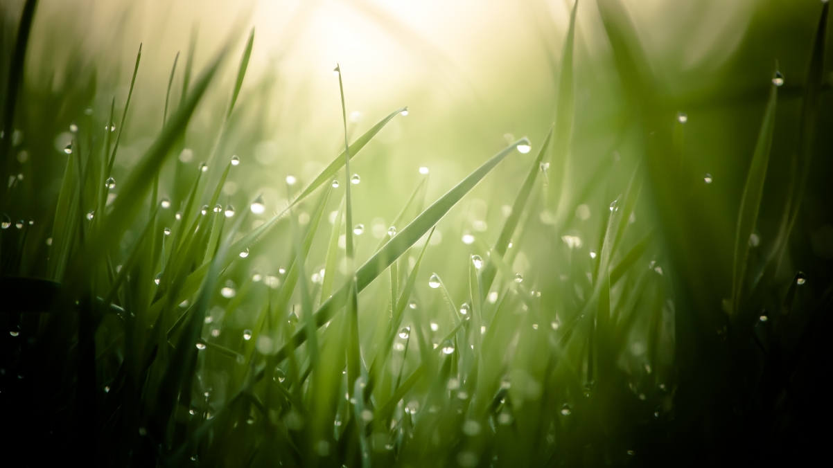 Morning Dew Green Plants 4K Wallpaper