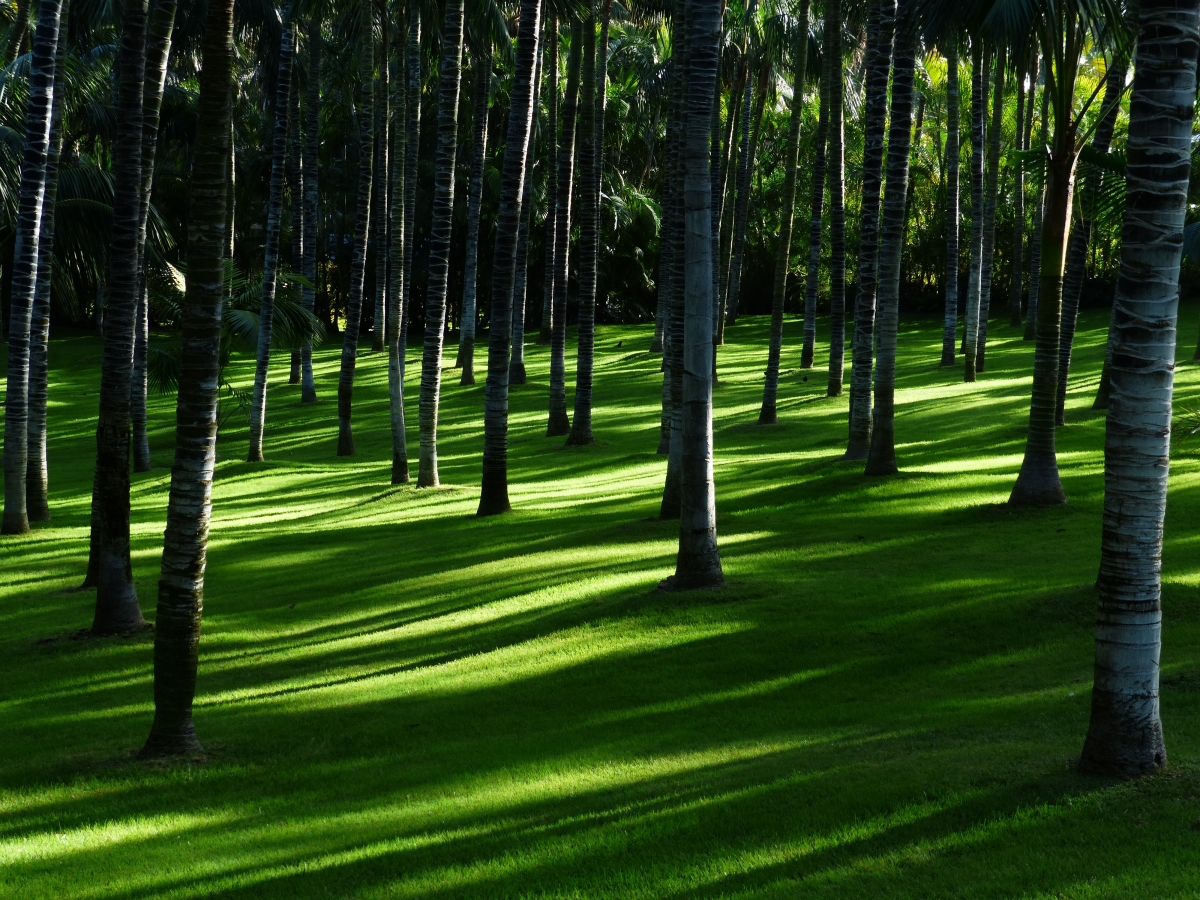 Grassland palm trees forest plentiful