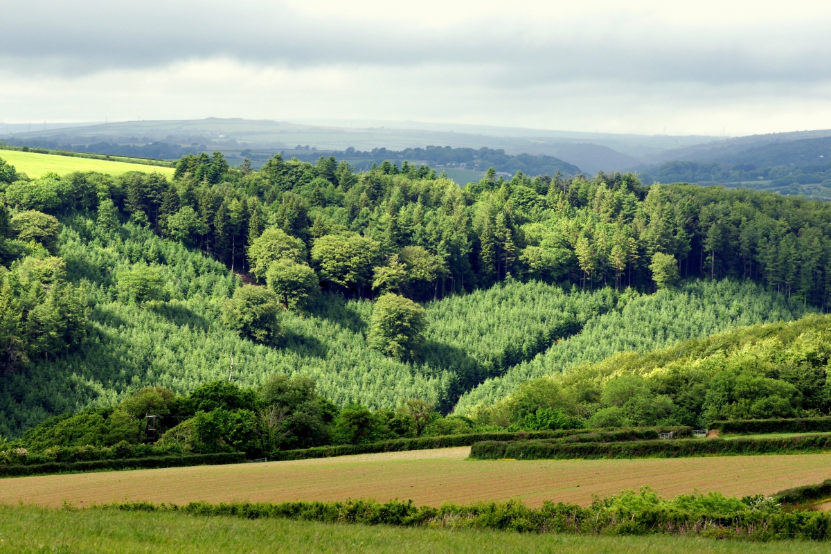 Grassy hillside forest trees 4K wind