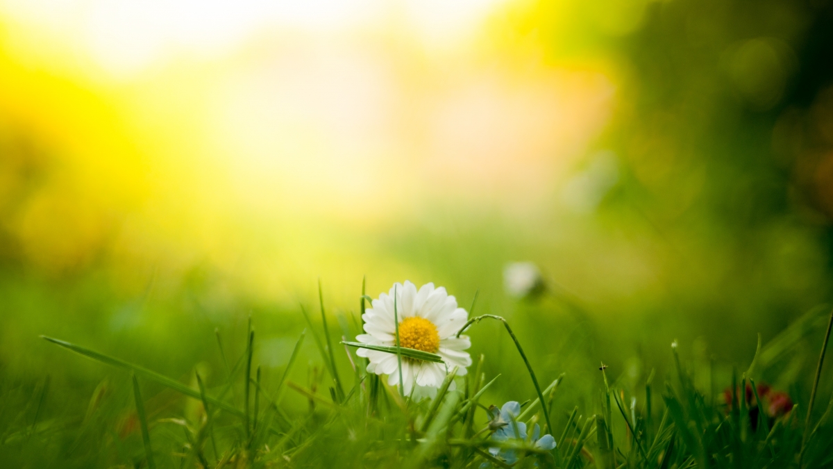 Meadow White Daisy Flower 4K Wallpaper