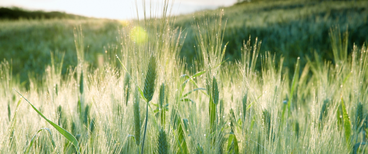 Grass 3440x1440 Curved Wallpaper