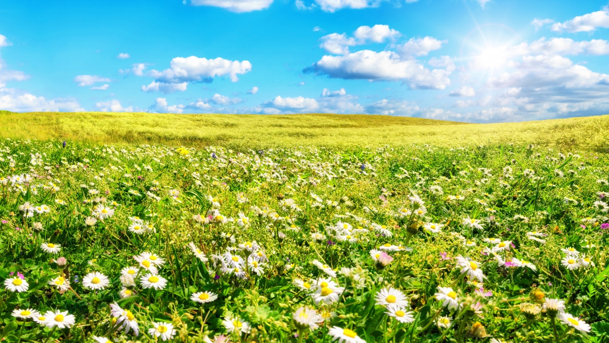 Grass Daisy Flower Sky Cloud 4K Wind