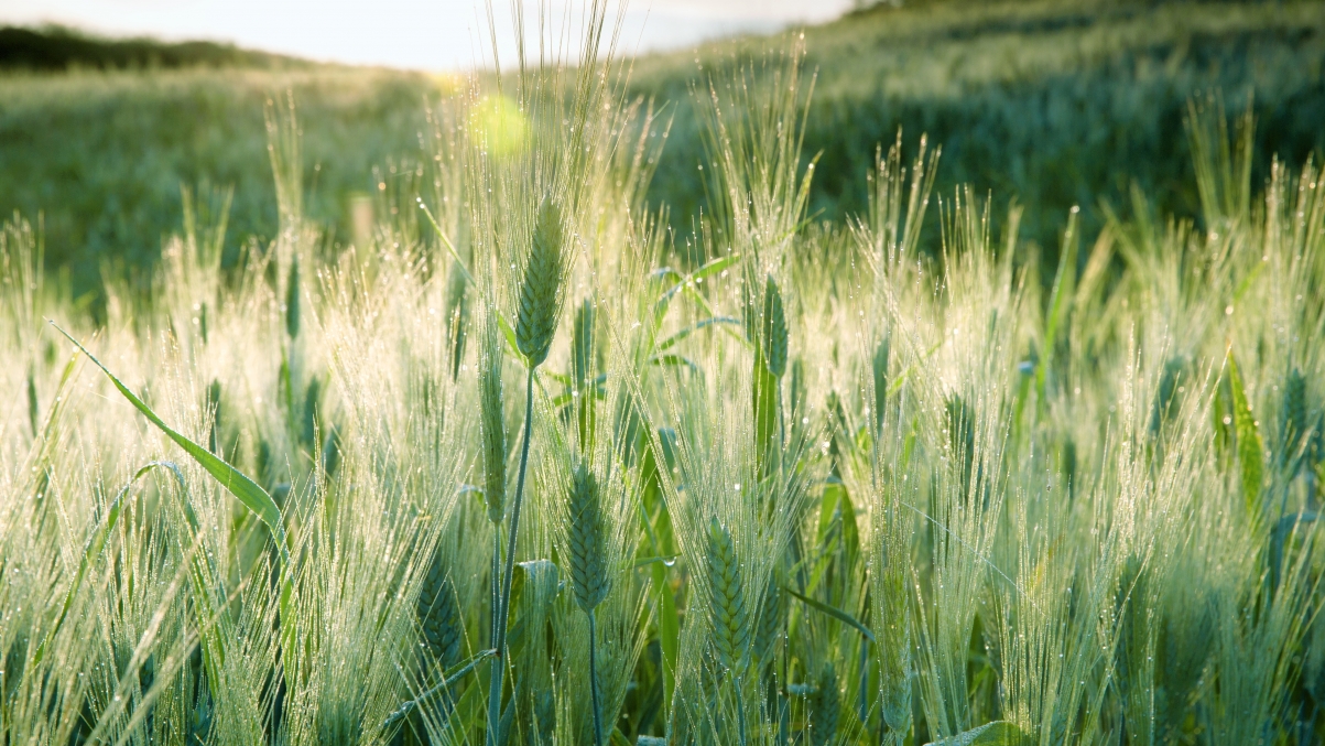 Grass mac 5k HD official wallpaper