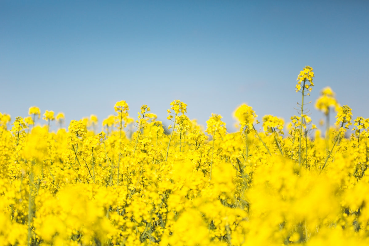 Rapeseed, rapeseed field, rape blossoms 4