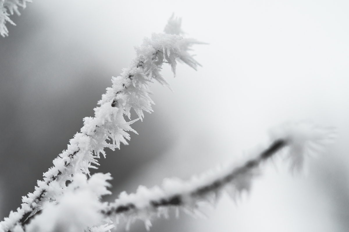 Frost Tree Branch 4K Wallpaper