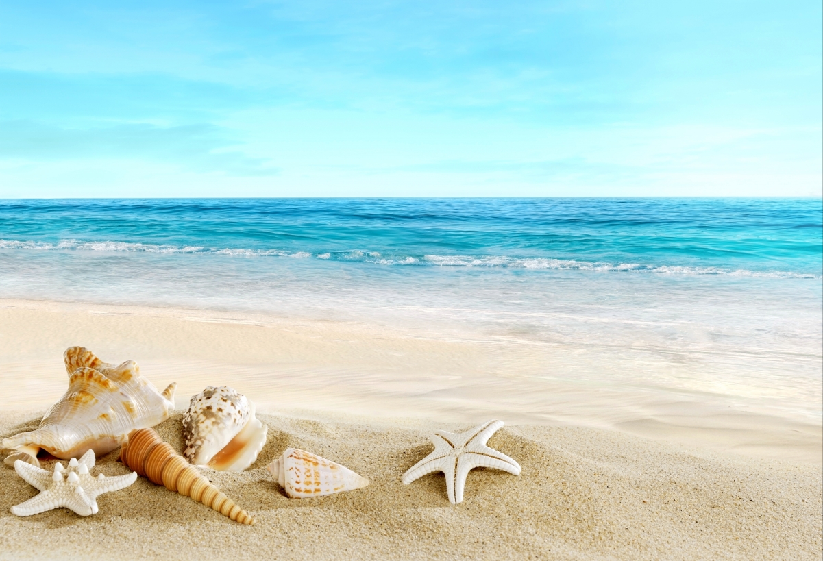 Shells, starfish, beach, beautiful big