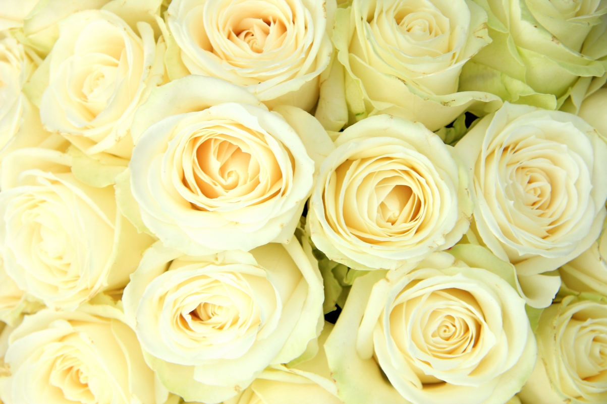 White rose picture