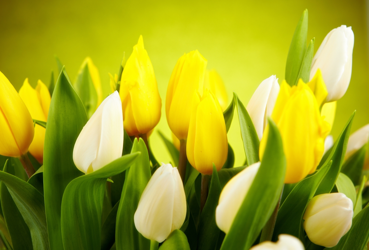 White and yellow tulips photography