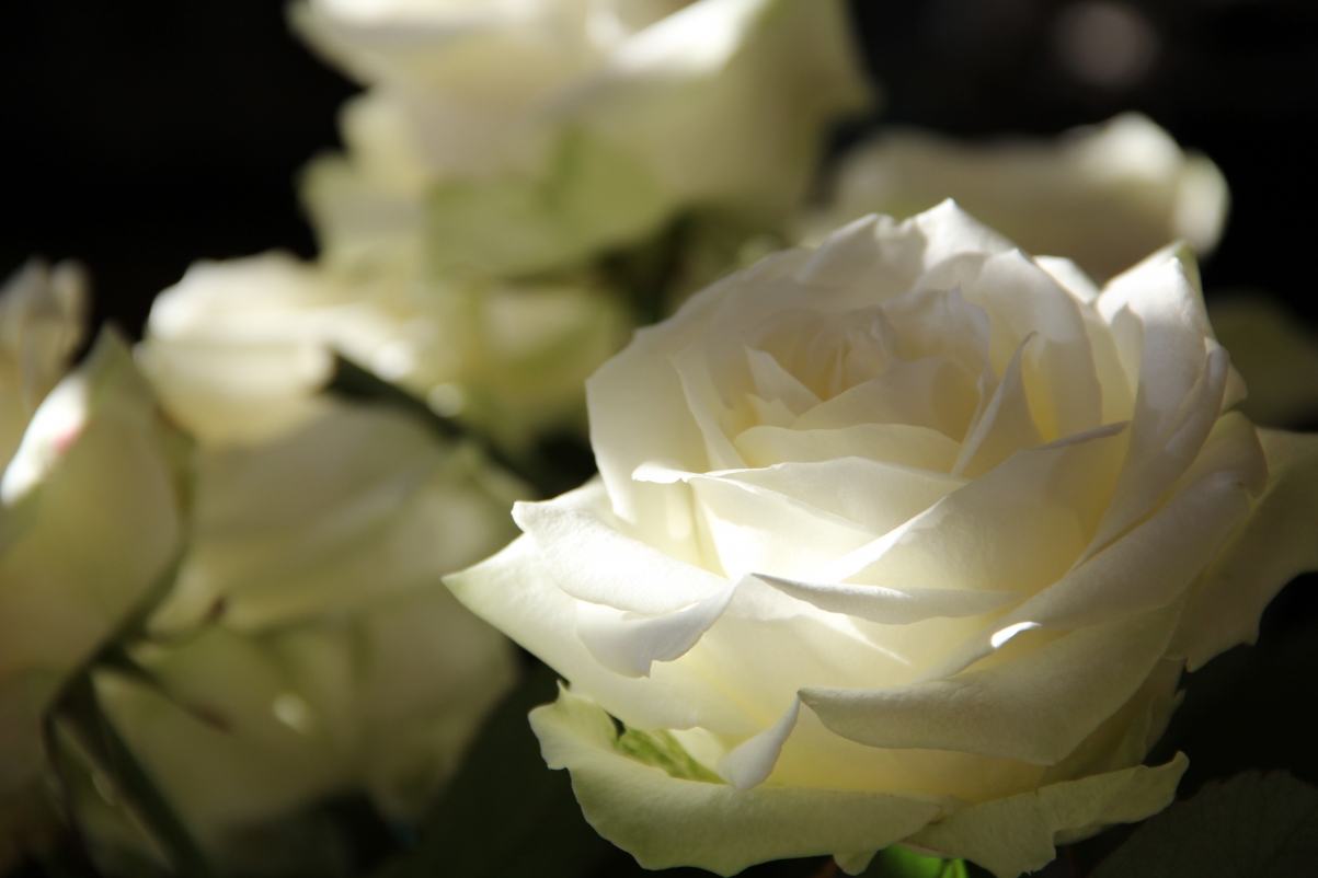 White Rose 5K Wallpaper