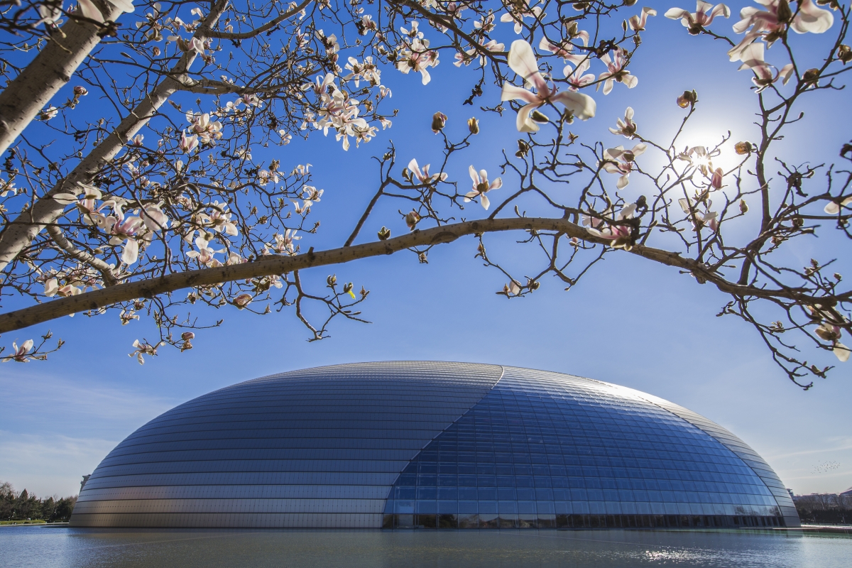 White orchid under the National Grand Theater 4k wind