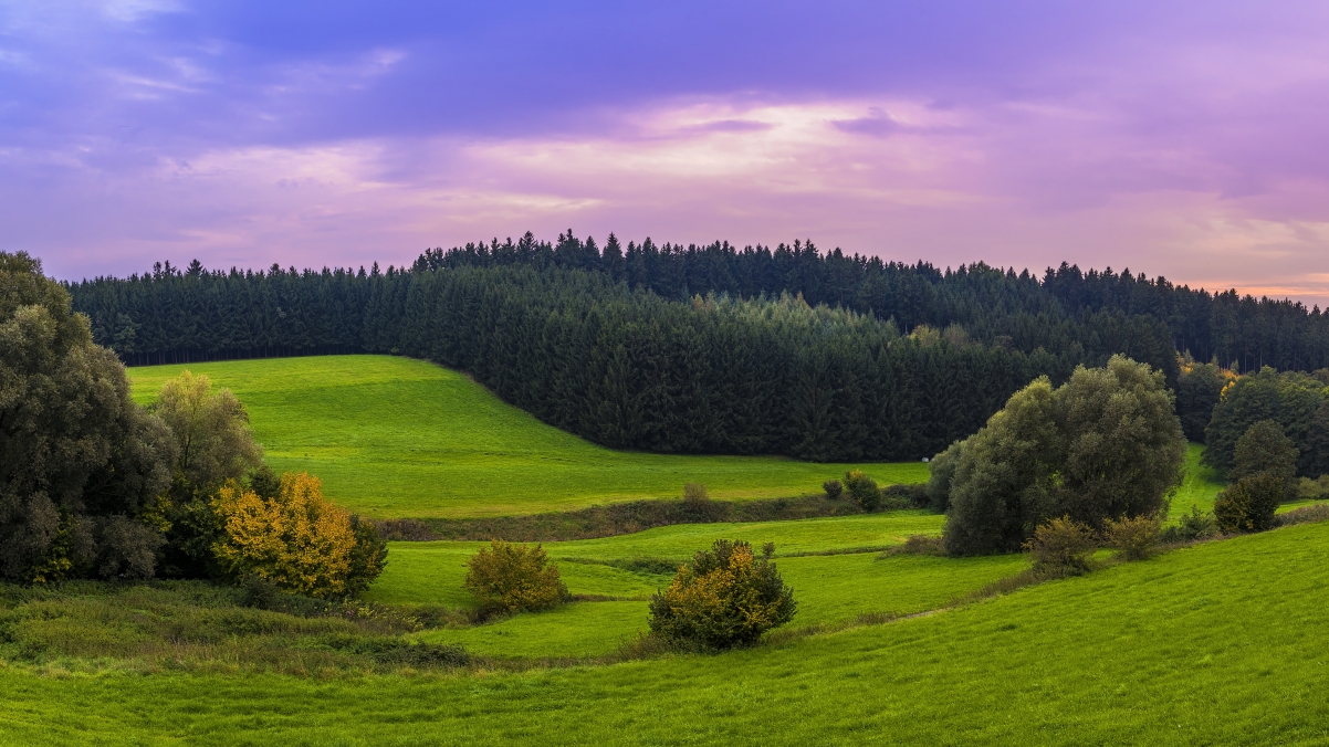 Alps landscape forest green