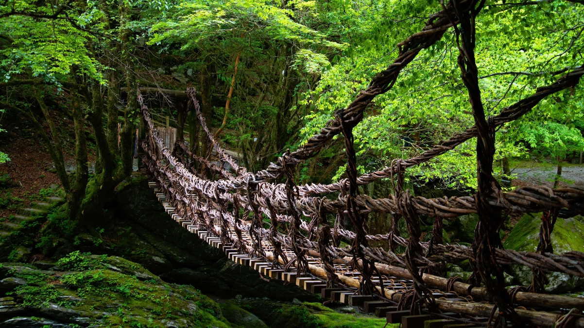 win10 computer theme forest suspension bridge