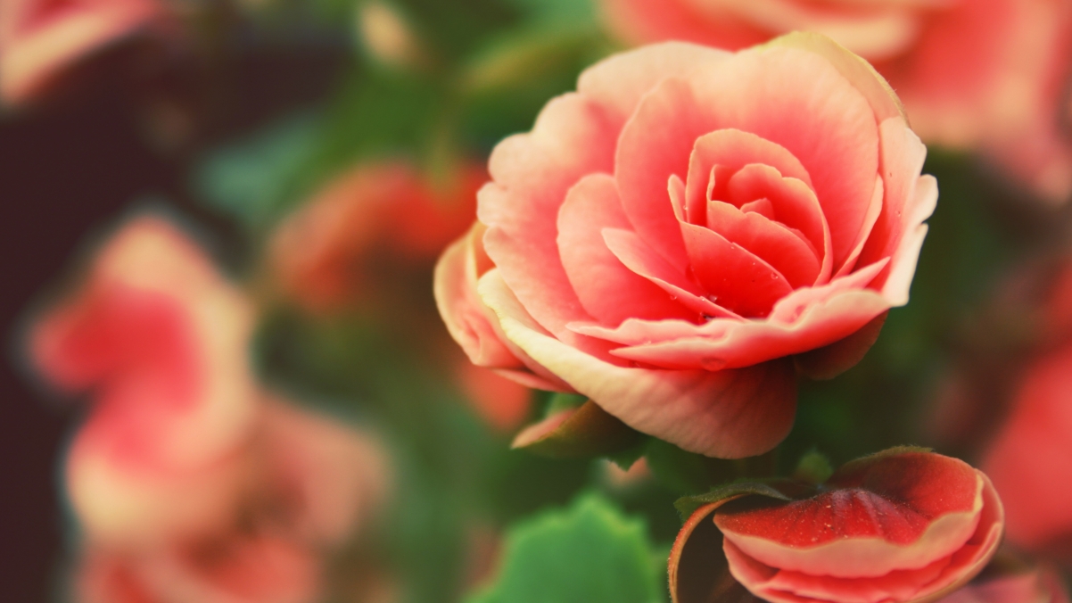 [4K] Roses, petals, roses