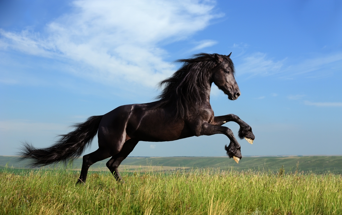 Mane grass horse freedom sky clouds