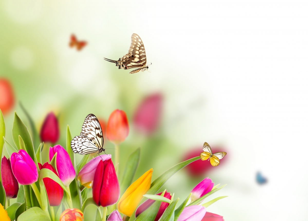 Nature spring, flowers, tulips, butterflies