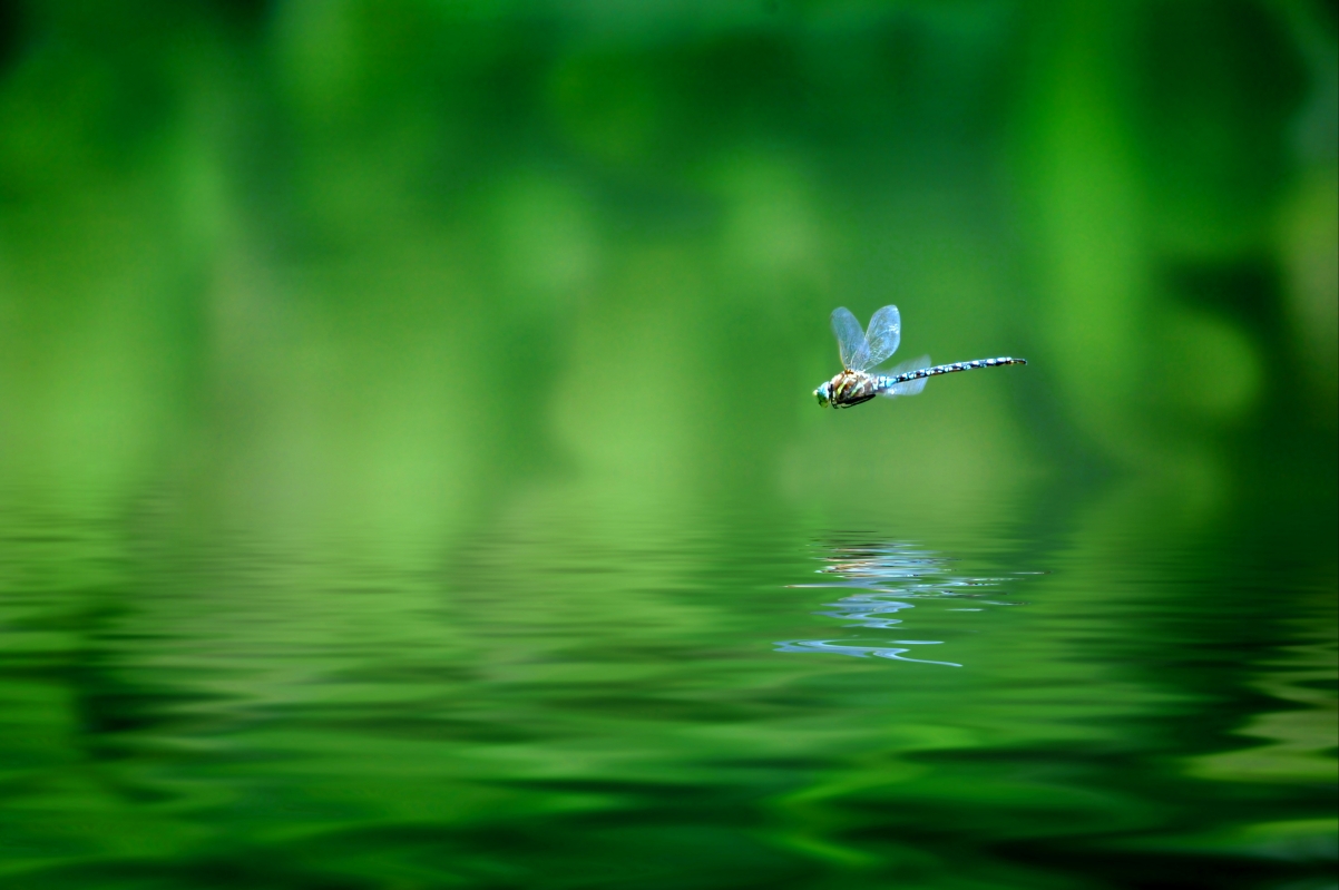 Nature, dragonfly, flight, water, dragonfly