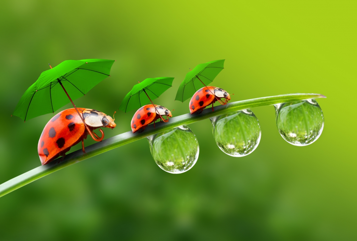 Umbrella, water drop, grass leaf, ladybug