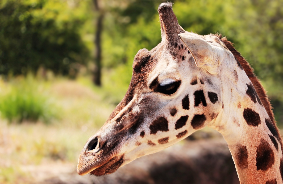 Giraffe 6K Picture