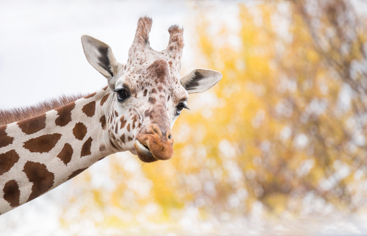 Giraffe 4K Wallpaper