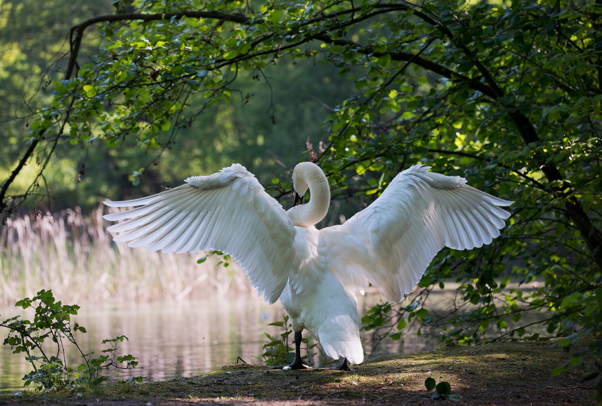 4K picture of a swan spreading its wings