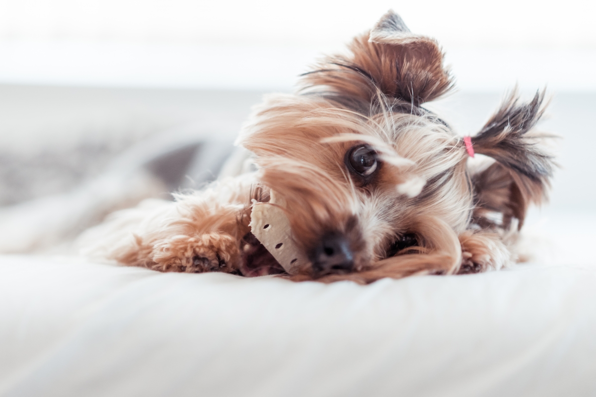 Yorkshire Terrier Bed Hairstyle 5