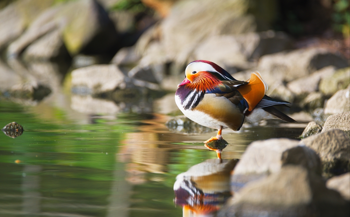 Mandarin Duck 5k HD Picture