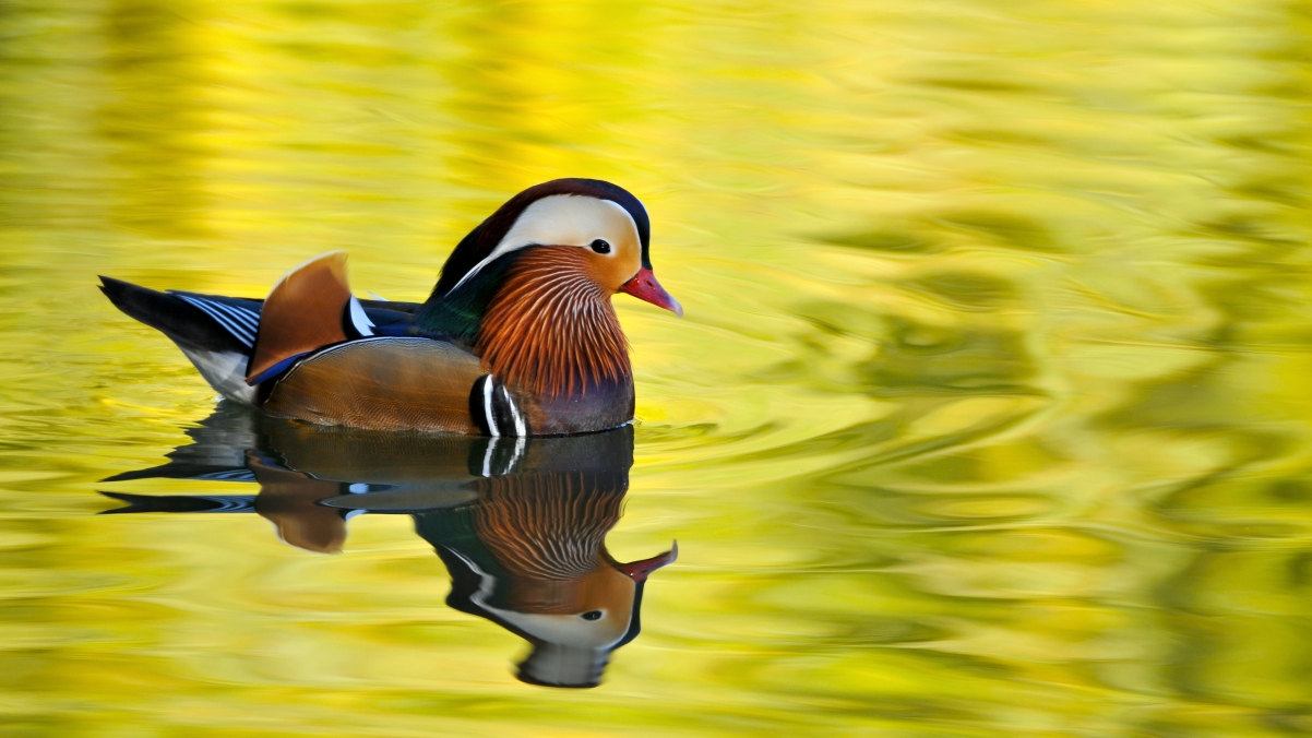 Mandarin Duck 4K Wallpaper