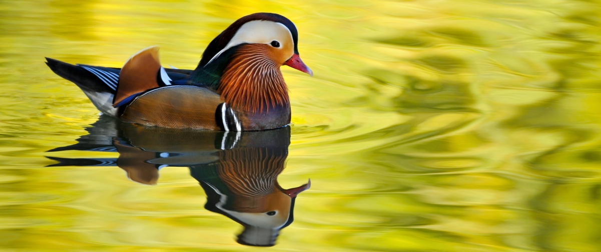 Mandarin duck 3440x1440 wallpaper