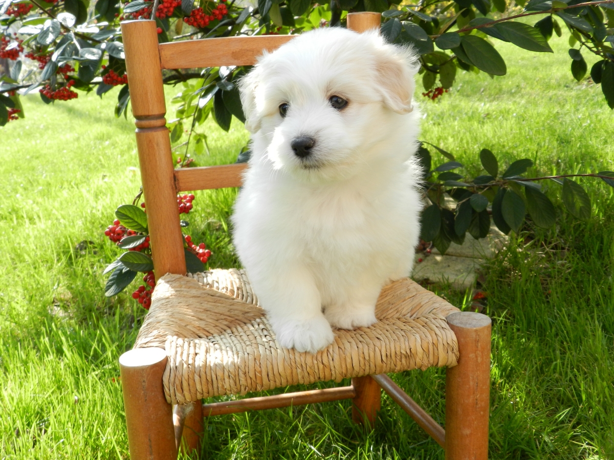 Puppy on a chair 4k wallpaper