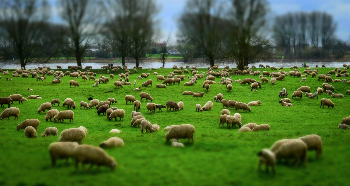 Flock of sheep woolen hat
