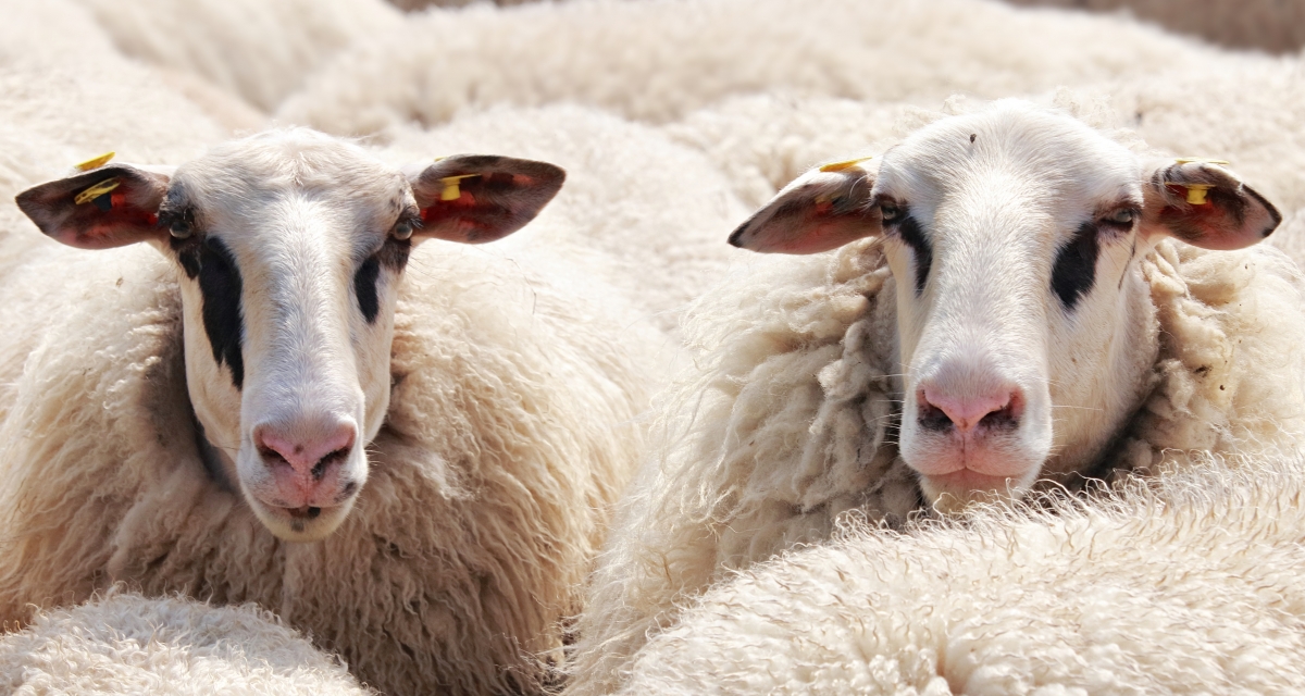 Sheep flock of sheep animal wool