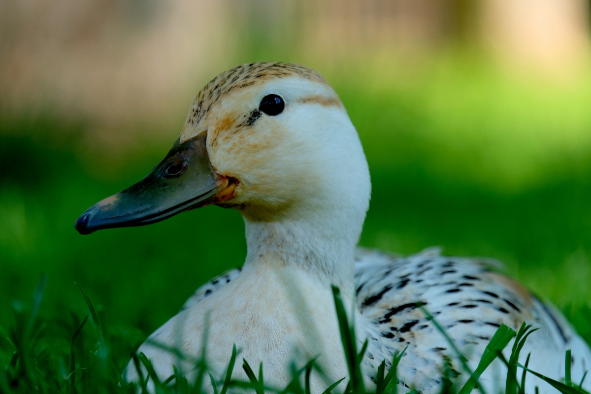 Duck animal water grass duck 6K