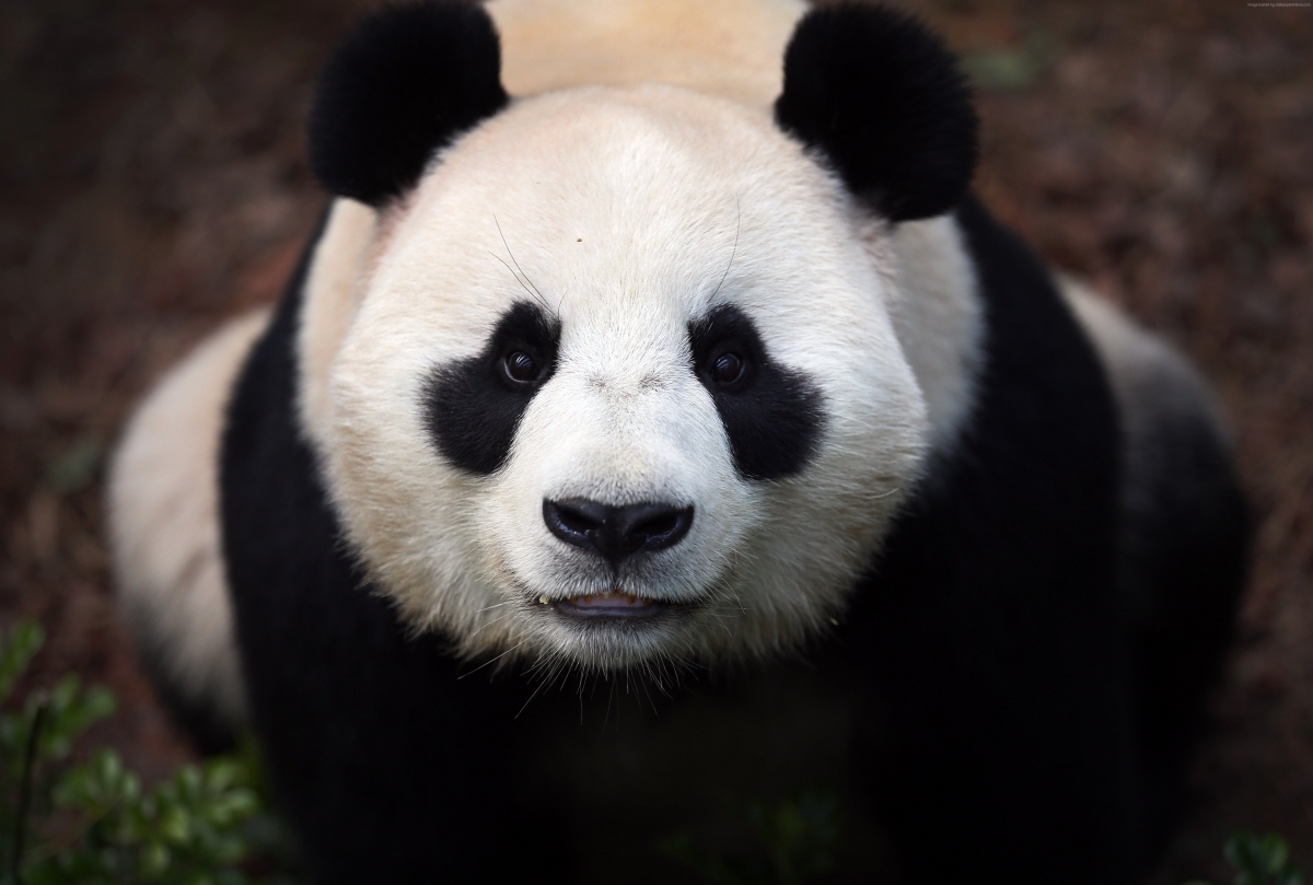 Panda 4k pictures