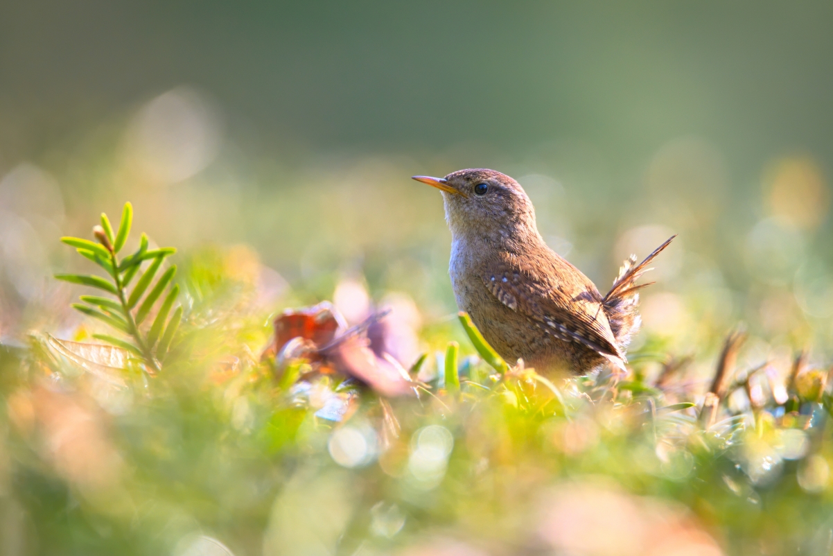 Little bird garden wren 4k picture