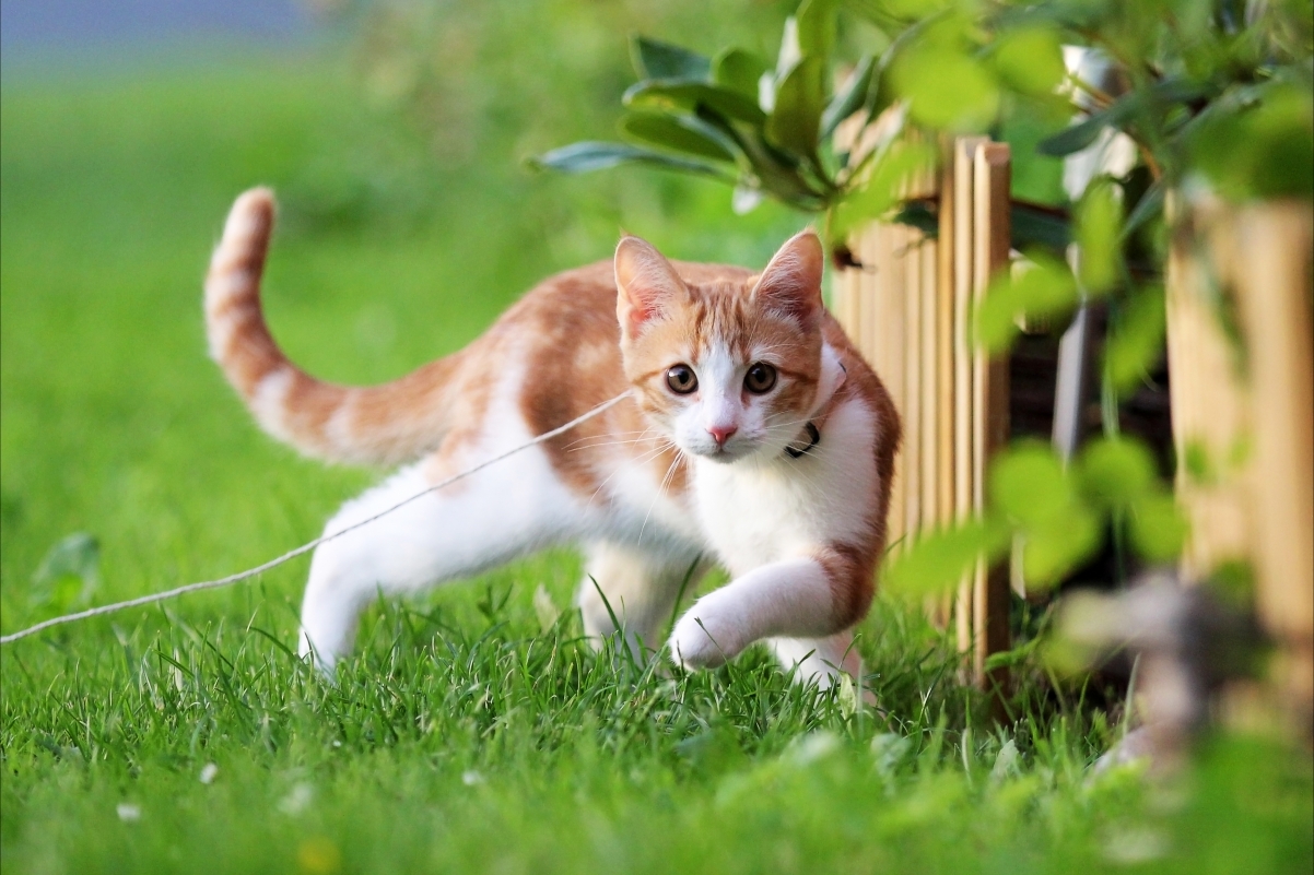 Kitten, summer, green grass, cute little