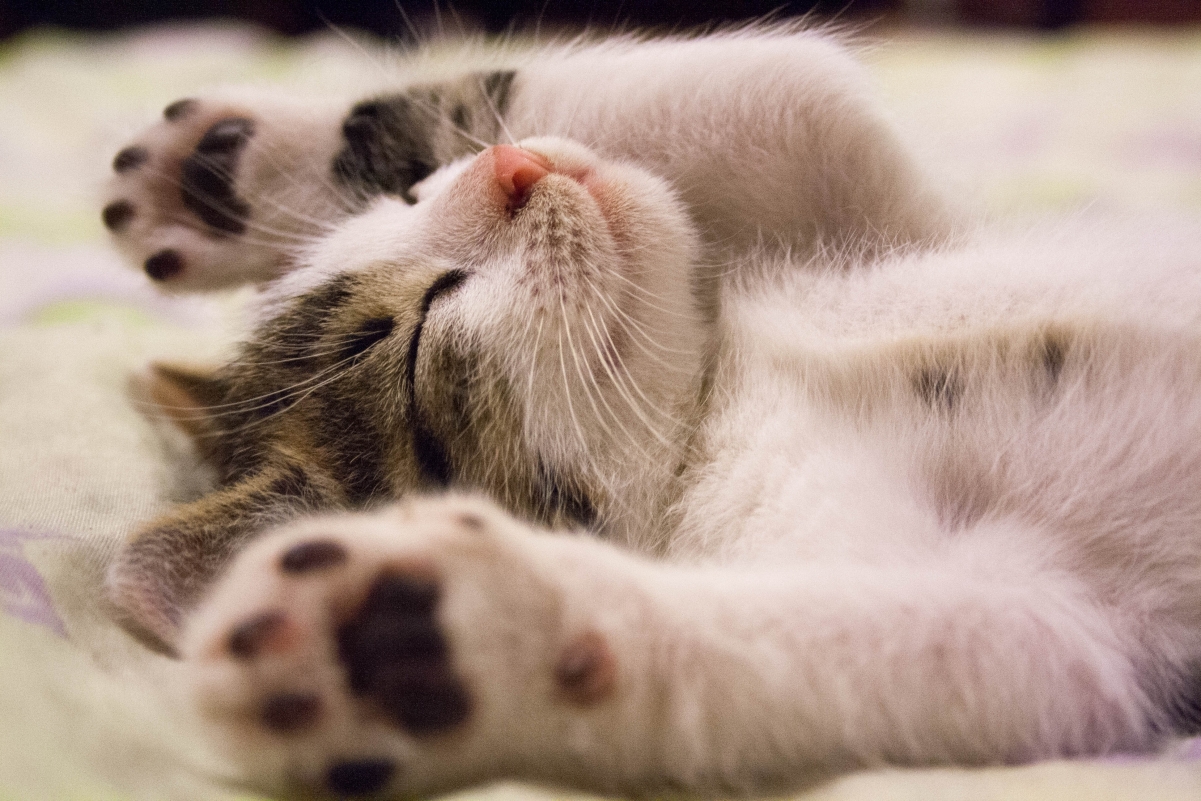 Cute kitten sleeping 4K wallpaper