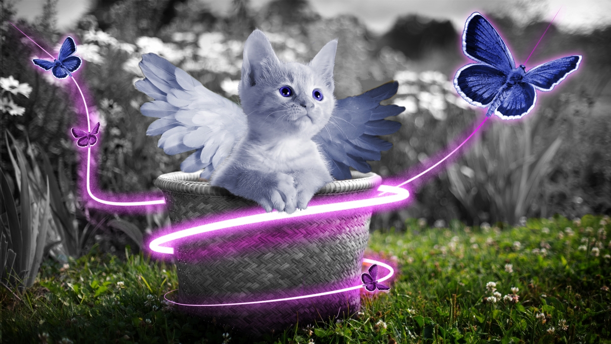 Kitten cute basket angel wings