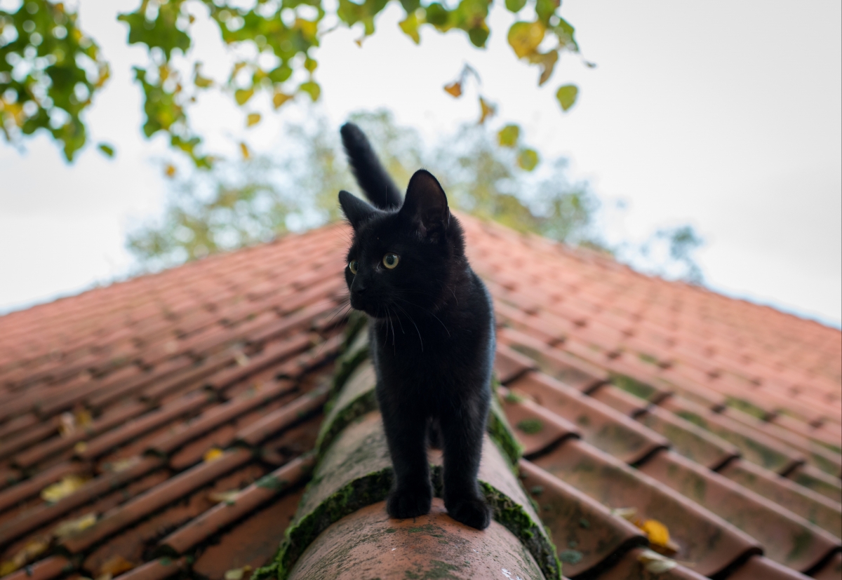 Little black cat, summer, roof, picture