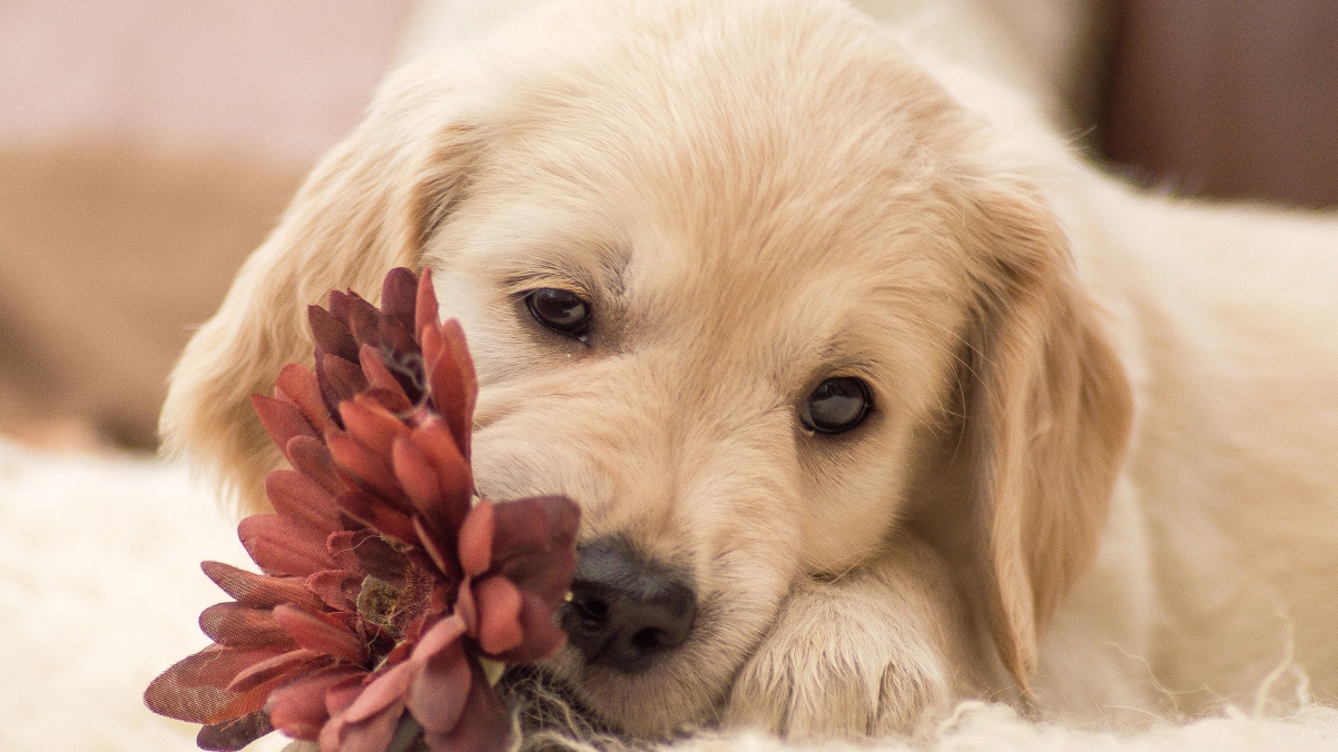 Puppy and flowers 4K wallpaper