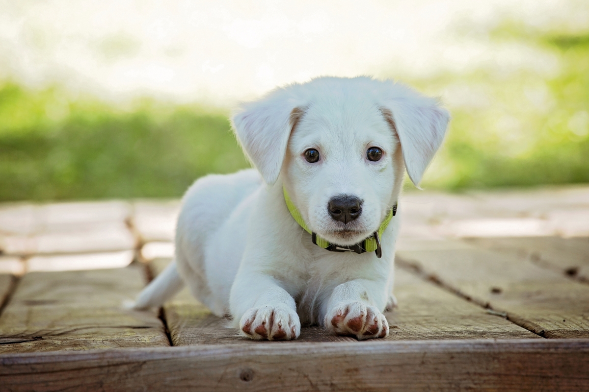 Puppy cute white cute dog