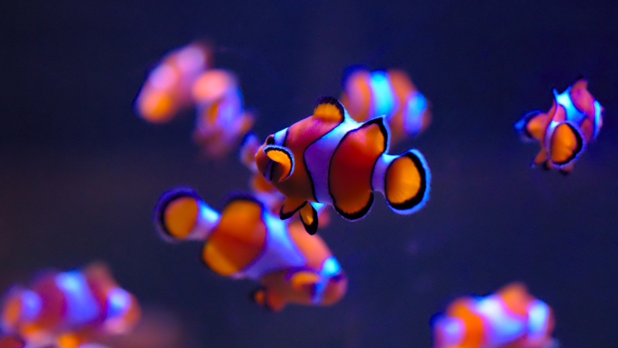 Clownfish 4K Wallpaper