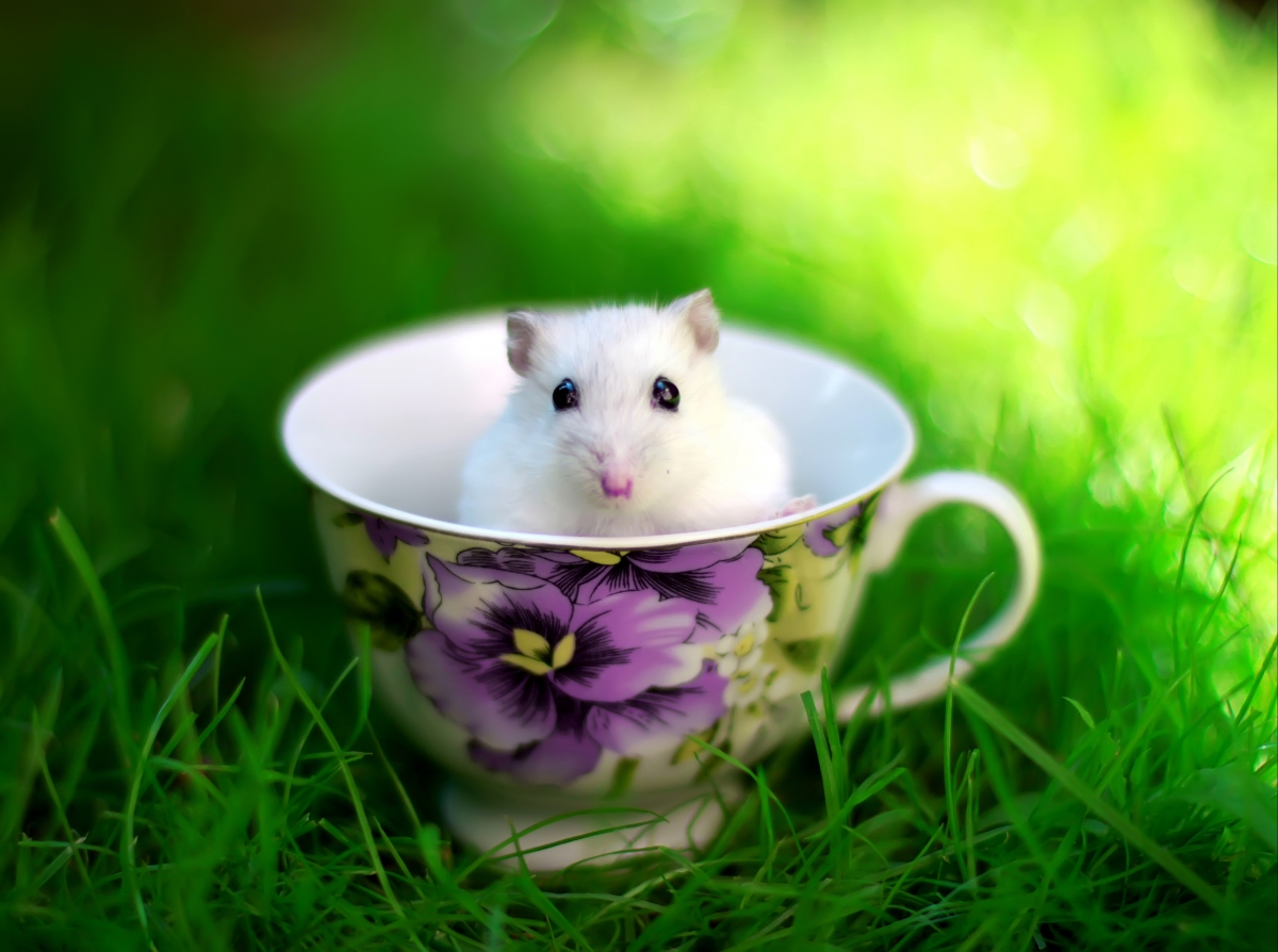 Summer, grass, mouse, tea cup, forest