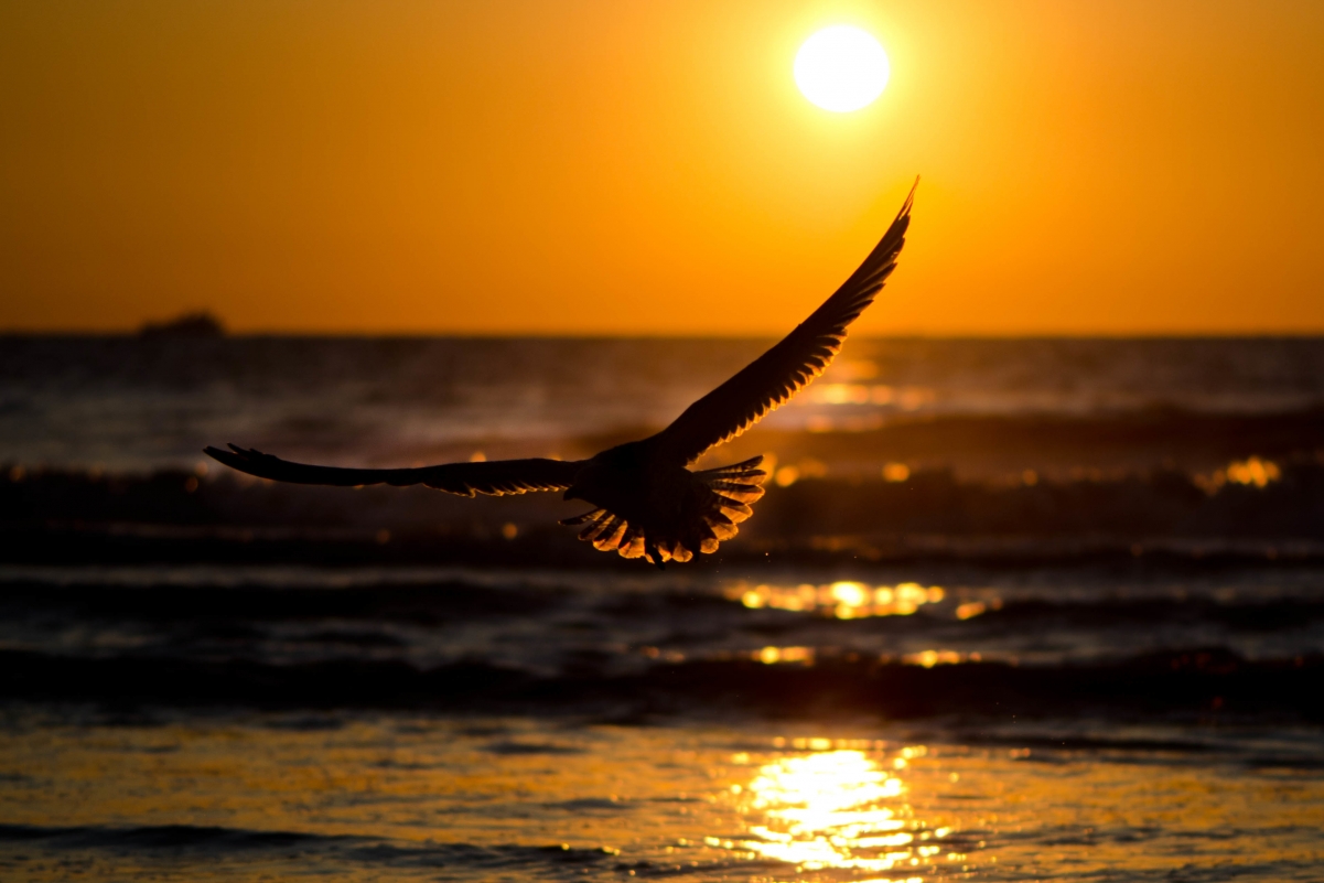 Sunset, birds flying, sea, waves