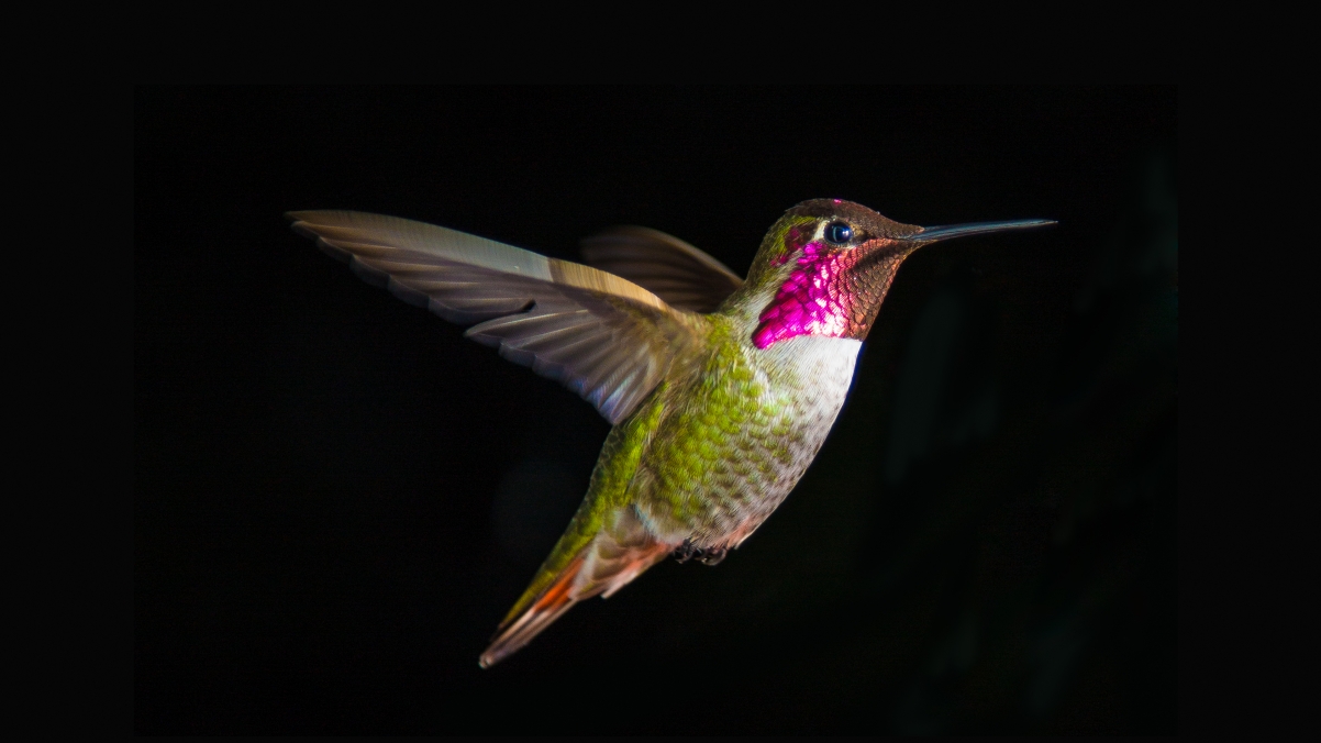 Humming bird 4k wallpaper