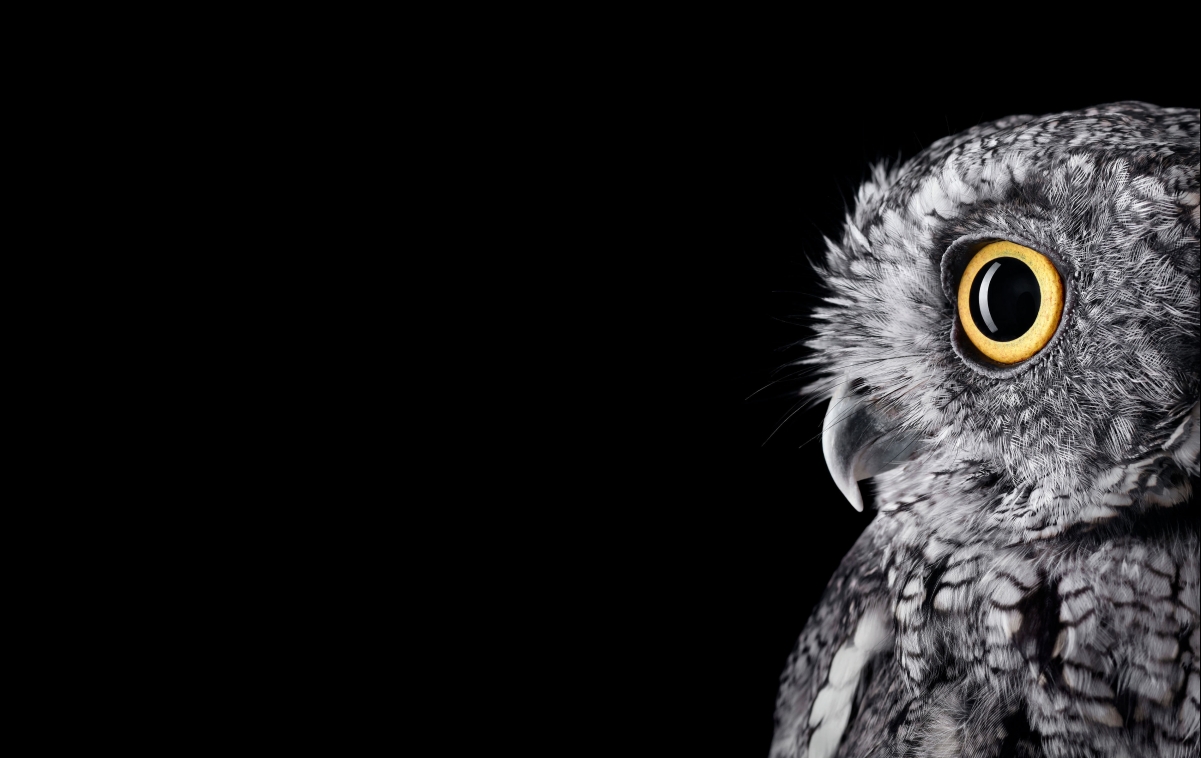 Microsoft Owl 4k Wallpaper