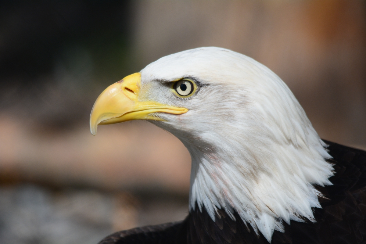 Bald Eagle 6K Wallpaper